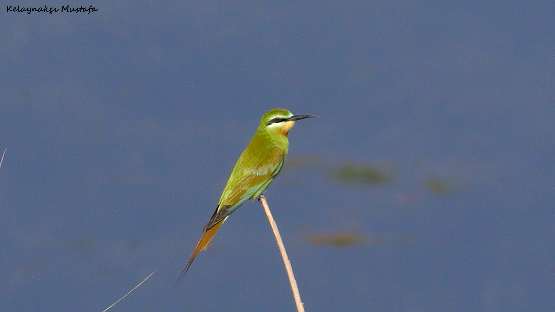 Blue-cheeked Bee-eater